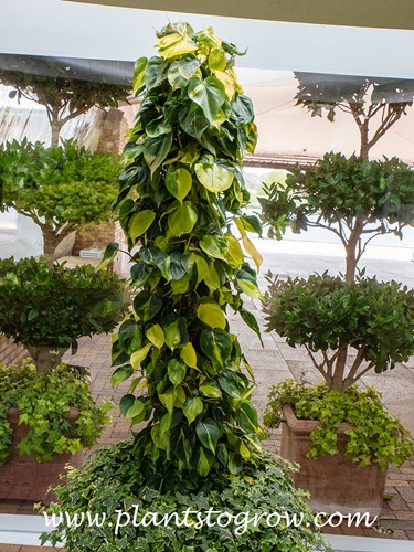 Philodendron Brazil (Philodendron hederaceum ssp oxycardium)